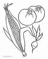 Coloring Page Of Indian Corn sketch template