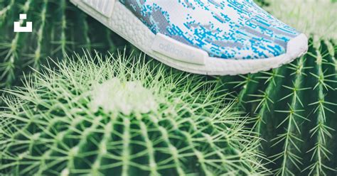 White and blue adidas NMD sneaker on cactus plant photo – Free ...