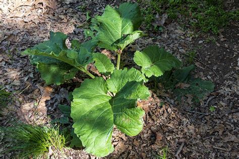 Burdock Root-Wild Edible Plants - Lost In The Ozarks