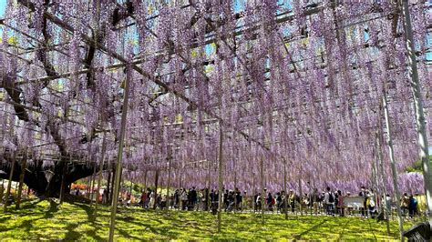 There's still time to see the wisteria at Ashikaga Flower Park