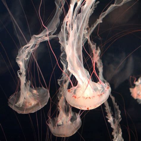 Purple Striped Jellyfish - in stock | Live Pet Jellyfish | UK Jellyfish