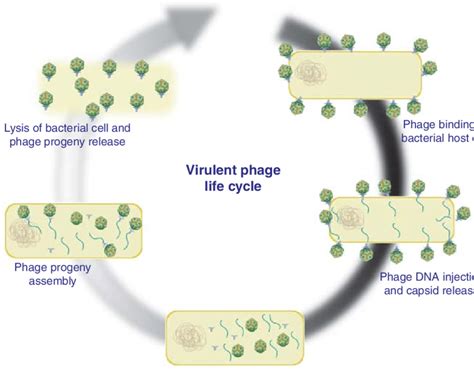 Lytic cycle of bacteriophage. Schematic representation of virulent... | Download Scientific Diagram