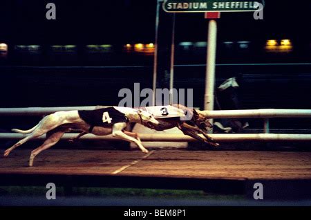 owlerton stadium greyhound track racing greyhounds dog sheffield uk ...