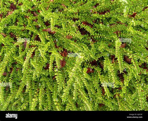 Green ground texture Stock Photo - Alamy