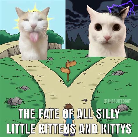 The Fate of All Silly Little Kittens and Kittys | Silly Cats | Know ...