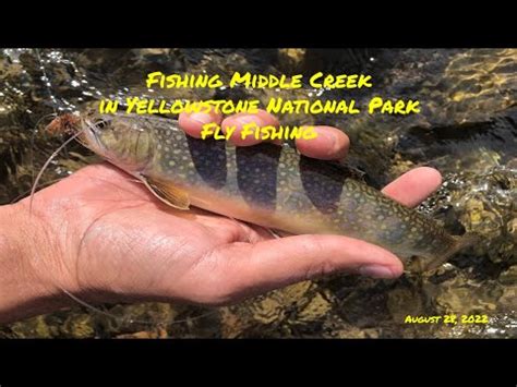Fishing Middle Creek in Yellowstone National Park - Fly Fishing - YouTube
