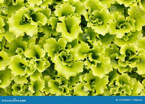 Collection of Lettuce Seedlings for Transplanting Stock Image - Image ...