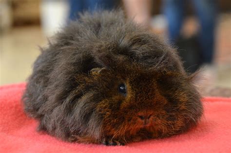 a brown and black animal laying on top of a red blanket