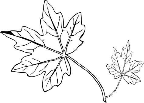 Download Pumpkin Leaf Outline Image Library Techflourish Collections - Coloring Page Fall Leaf ...