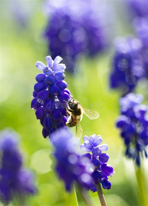 Honey Bee Pollinating the Spring Flower Stock Image - Image of petal, animal: 52847651