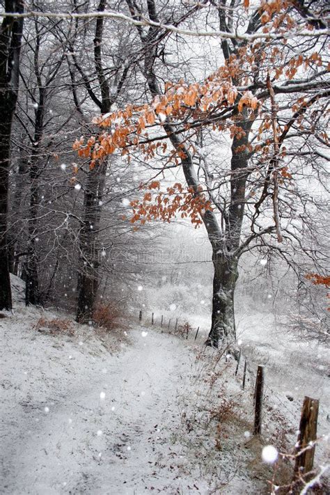 Danish winter. Winter in the countryside in denmark , #AFF, #winter, # ...