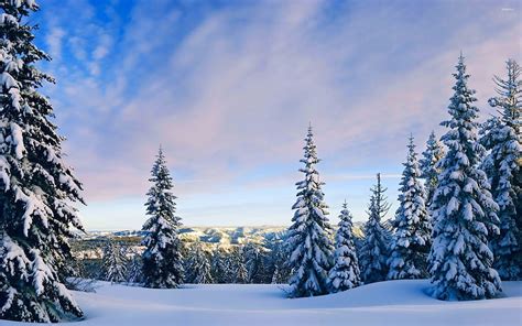 Snowy Pine Trees HD wallpaper | Pxfuel