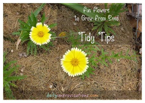 Fun Flowers to Grow From Seed: Tidy Tips