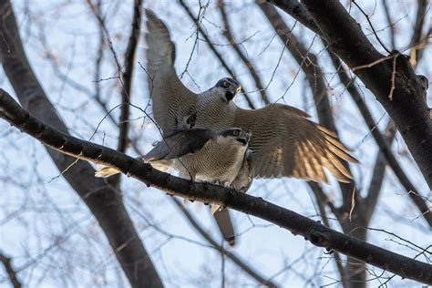 Northern Goshawk on Behance