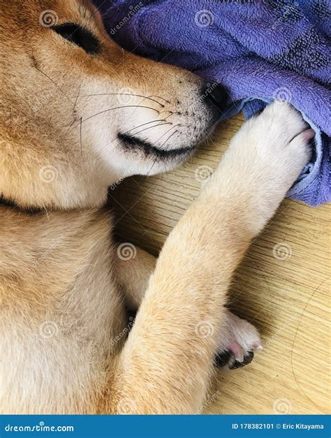 Shiba Inu Sleeping Stock Image | CartoonDealer.com #178382101