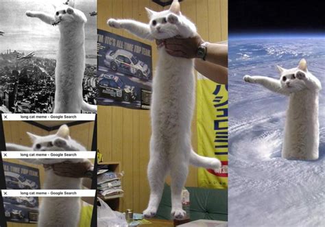 Long live Longcat: OG internet meme passes away after 18 long years ...