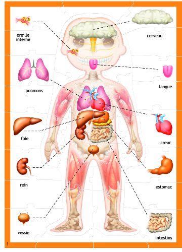 Opiniones de Educa 14792 - El cuerpo humano (contenido en francés). Comprar en Amazon.es ...