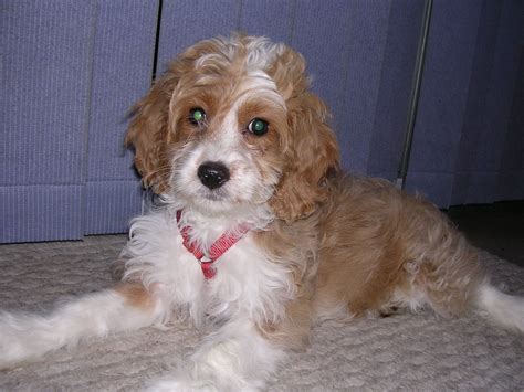 File:Cockapoo puppy.JPG - Wikimedia Commons | Cocker spaniel poodle mix, Cockapoo dog, Poodle ...