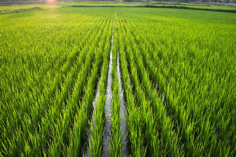 An Electrifying Way to Make Rice Farming Greener - Modern Farmer