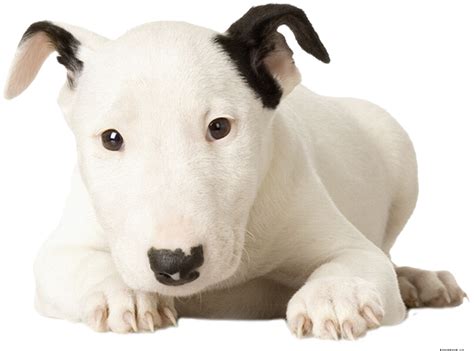 Miniature Bull Terrier - Pictures, Information, Temperament, Characteristics | Animals Breeds