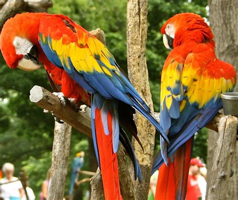 Scarlet Macaw Cage