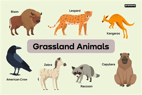 Vocabulary Of Grassland Animals With Definitions