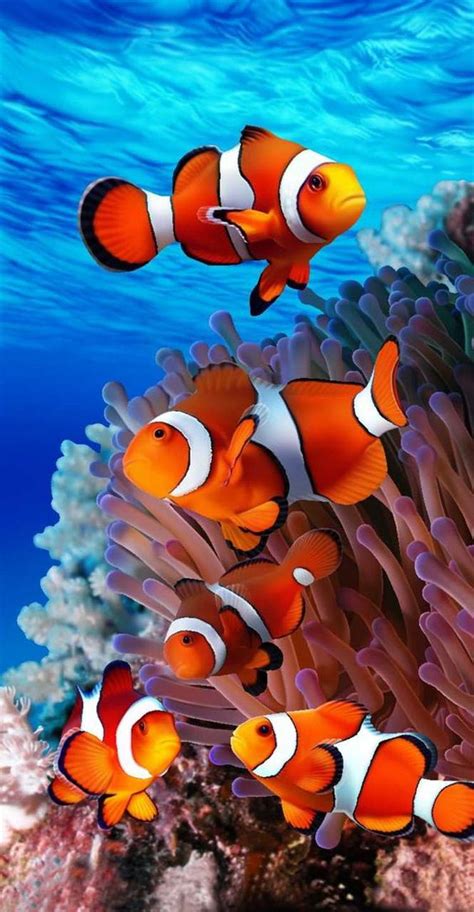 Nemo Fish Wallpapers - Wallpaper Cave