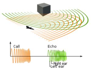 10 Facts about Echo | Fact File