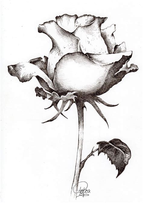 Find roses this style | Flower sketch pencil, Flower sketches, Rose drawing pencil