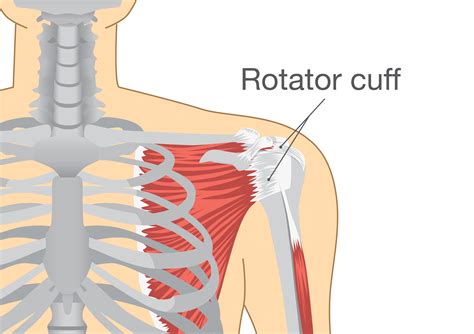 External Rotation Exercises For Strengthening Rotator Cuffs - Ignore Limits