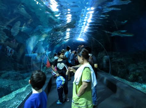 Siam Ocean World Bangkok Aquarium at Siam Paragon