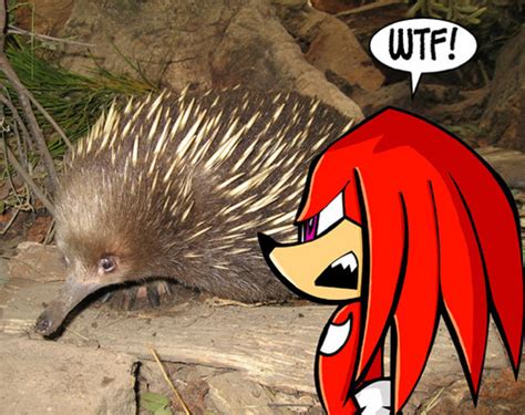 Knuckles the Echidna images Knuckles in real world looks like that ...