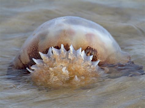 Cabbage Head Jellyfish Photograph by Betsy Knapp