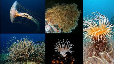 Phylum Coelenterata (Cnidaria) - Definition, Classification ...