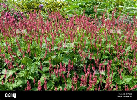 Persicaria Knotweed Amplexicaulis Stock Photo - Alamy