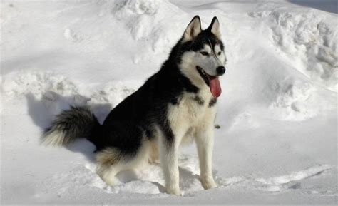 Husky siberiano | Características, comportamiento, cuidados | Perro