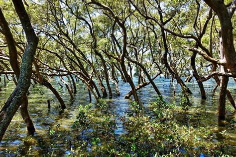 Why We Should Restore and Preserve Our Nation's Wetlands