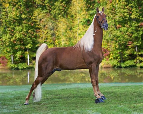 Tennessee Walking Horse | Tennessee walking horse, Walking horse, Horse ...