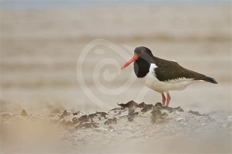 Oyster catcher on the beach - Nature Stock Photo Agency