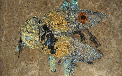 Eocene paleontological record of Messel Pit Fossil site - IUGS