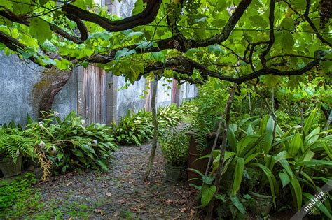 Ponta Delgada | Garden arch, Madeira, Outdoor structures