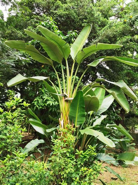 Strelitzia nicolai - Giant Bird of Paradise - Black Bridge Nurseries