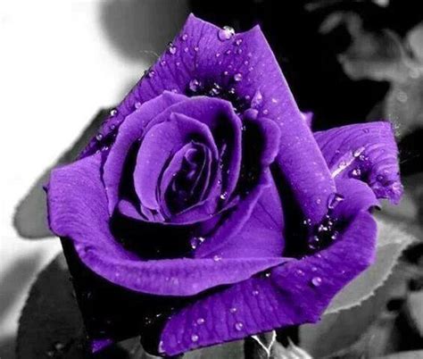 Royal Purple Rose Deep Purple Color, Purple Love, All Things Purple, Shades Of Purple, Pink ...