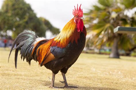 Do Roosters Increase Egg Production?