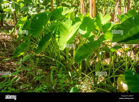 Tropical yam hi-res stock photography and images - Alamy