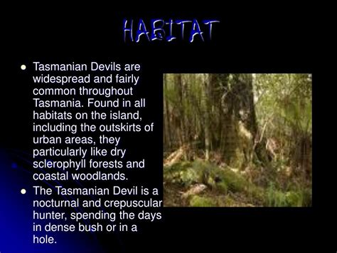 PPT - TASMANIAN DEVIL PowerPoint Presentation, free download - ID:6230445