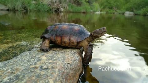 Desert tortoise goes for a swim - YouTube