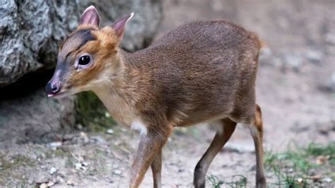 Baby Chinese Muntjac on exhibit at Rosamond Gifford Zoo in Syracuse