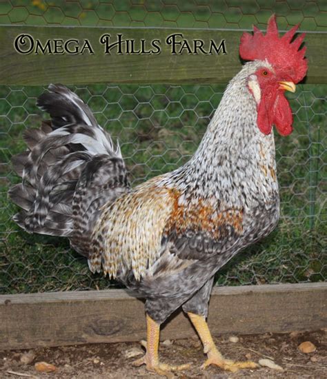 Cream Legbar Chickens and Hatching Eggs for Sale