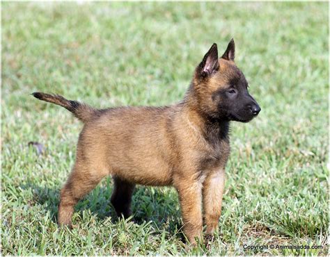 Belgian Malinois - Facts, Pictures, Puppies, Temperament, Breeders, Price, Information | Animals ...